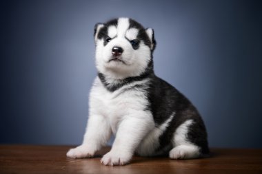 Sibirya kurt köpeği.