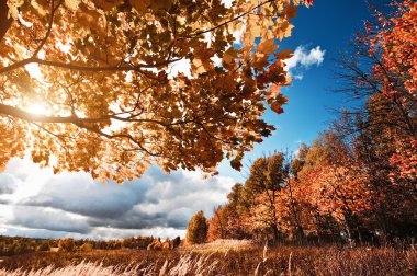 sonbahar Peyzaj Park