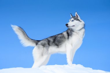 çok güzel Siberian dış yapraklar