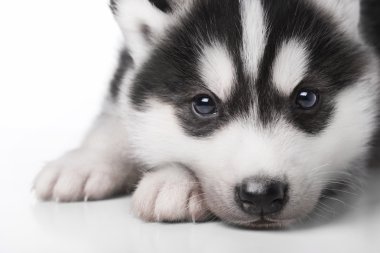 şirin husky yavrusu
