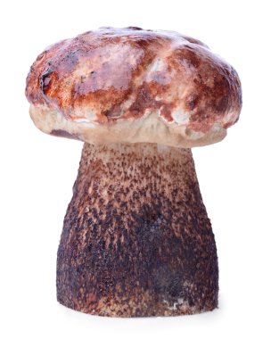 Ham boletus mantarı mantar