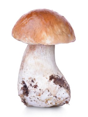 Ham boletus mantarı mantar