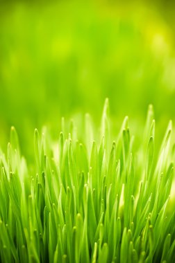 Taze yeşil çimenler