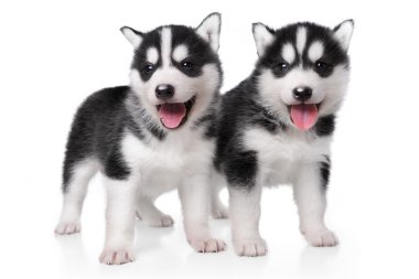 Sevimli küçük husky yavruları