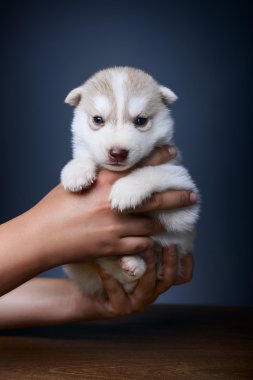 Sibirya kurt köpeği.