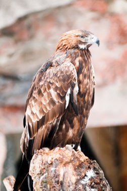 vahşi altın kartal