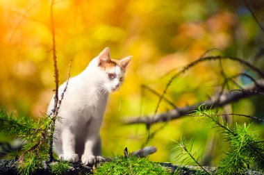 ağaç üzerinde beyaz kedi