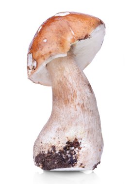 Ham boletus mantarı mantar