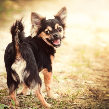 Kabarık chihuahua Park
