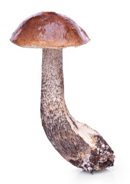 kahverengi kap boletus mantar