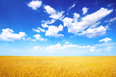 Buğday tarlası ve mavi gökyüzü