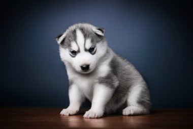 Sibirya kurt köpeği.