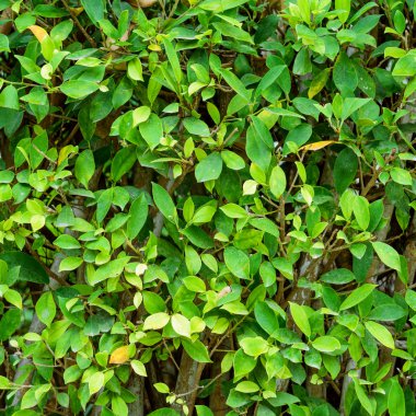 yeşil ağaç yaprakları