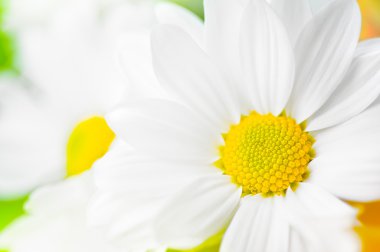 Beyaz papatya çiçekleri