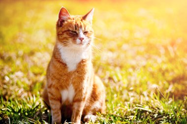 çimenlerin üzerinde kırmızı kedi