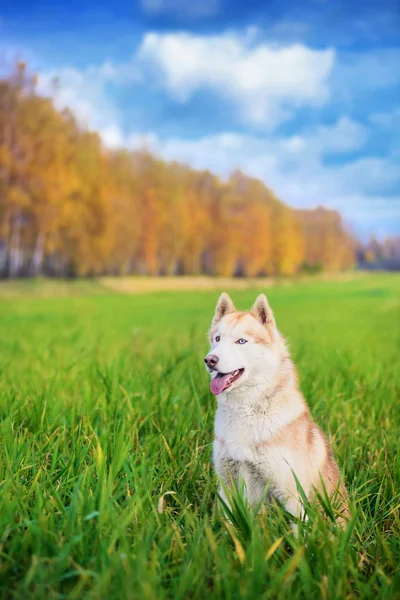 Husky siberiano en el campo verde —  Fotos de Stock