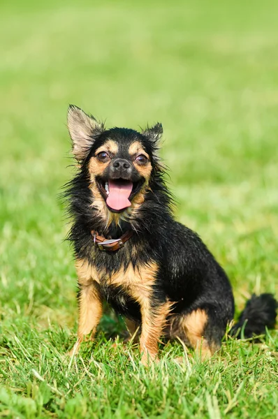 Fluffy chihuahua in park — Stock Photo, Image