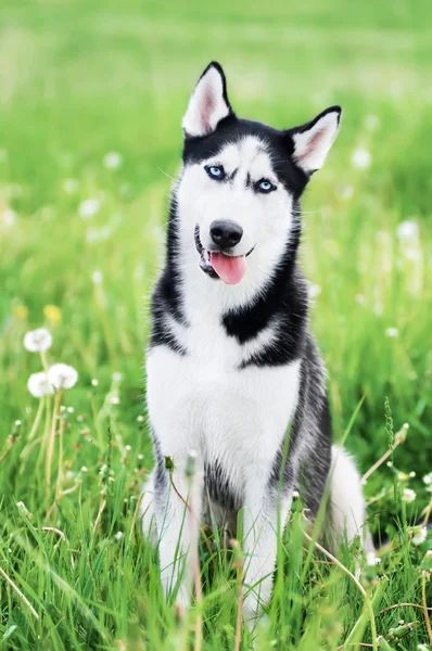 귀여운 허스키 강아지 — 스톡 사진