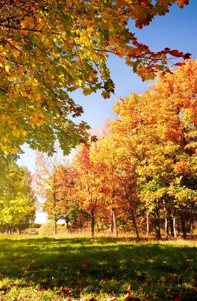 Jesień krajobraz parku — Zdjęcie stockowe