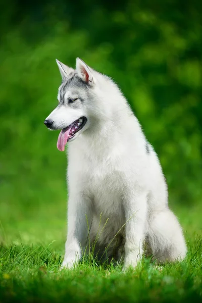 Adorable siberiano husky — Foto de Stock