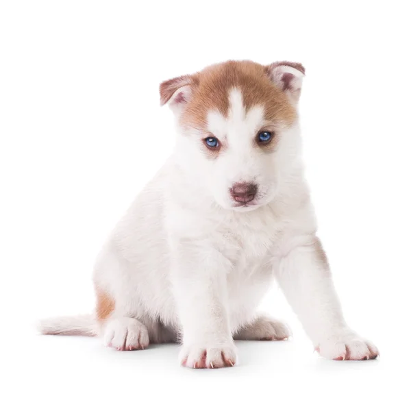 Cute little husky puppy — Stock Photo, Image