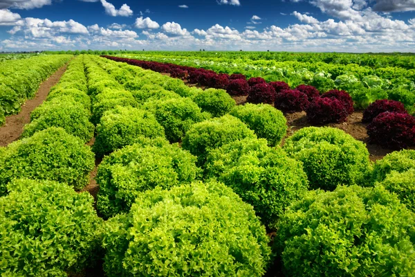 Groeiende salade sla op veld — Stockfoto