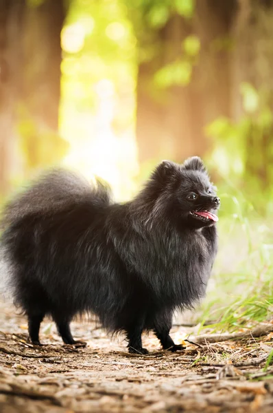 Black shpitz in park — Stock Photo, Image