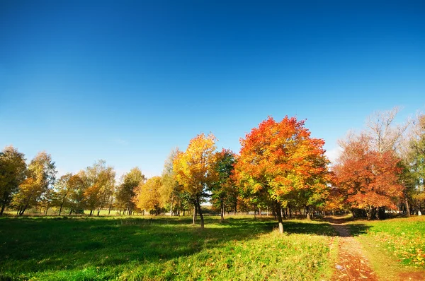 Autumn landscape in park — Stock Photo, Image
