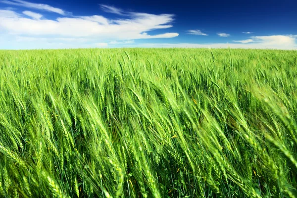 Campo de trigo contra el cielo azul —  Fotos de Stock