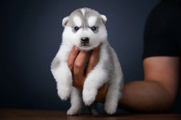 Cachorro de husky siberiano —  Fotos de Stock