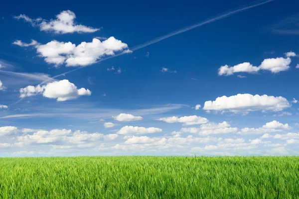 Pole pszenicy przeciwko błękitnemu niebu — Zdjęcie stockowe