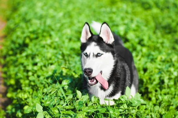 Husky körs i gräs — Stockfoto