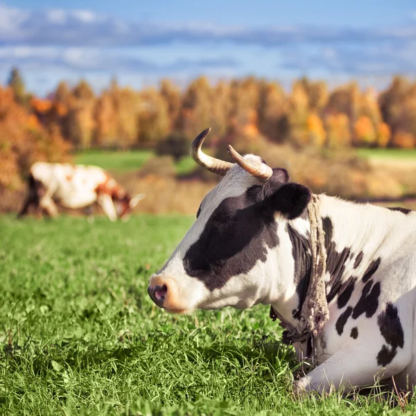 녹색 풀밭에 얼룩된 소 — 스톡 사진