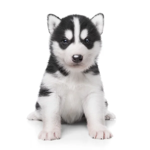 Cute little husky puppy — Stock Photo, Image