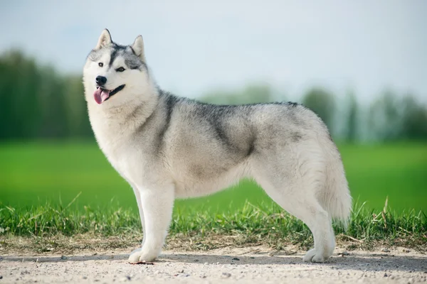 Όμορφη Σιβηρία σκύλος χάσκεϋ — Φωτογραφία Αρχείου