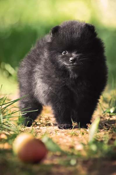 Cucciolo nero di spitz pomerania — Foto Stock