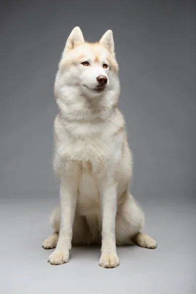 Śliczny husky syberyjski — Zdjęcie stockowe