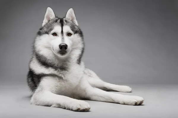 Śliczny husky syberyjski — Zdjęcie stockowe