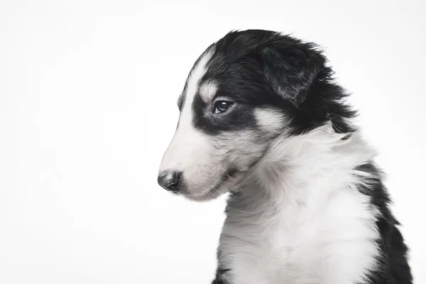 Cute russian borzoi puppy — Stock Photo, Image