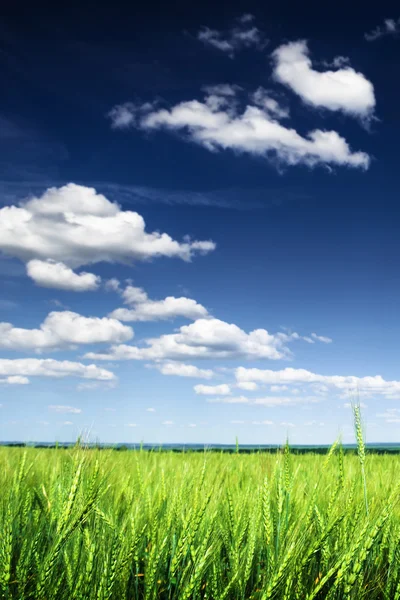 Campo de trigo contra el cielo azul —  Fotos de Stock