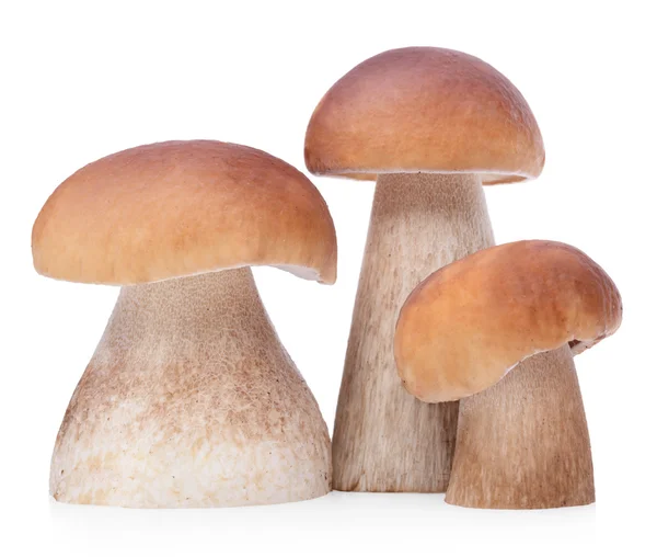 Syrové boletus edulis houby — Stock fotografie