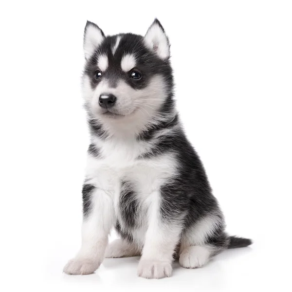 น่ารักน้อย husky ลูกสุนัข — ภาพถ่ายสต็อก