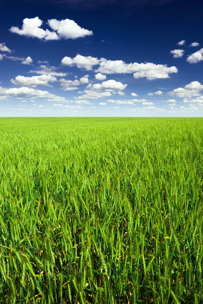 Пшеничное поле против голубого неба — стоковое фото