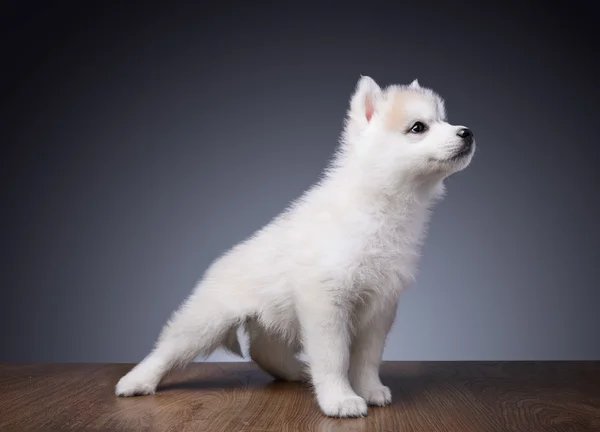 Welpen von sibirischen Huskys — Stockfoto