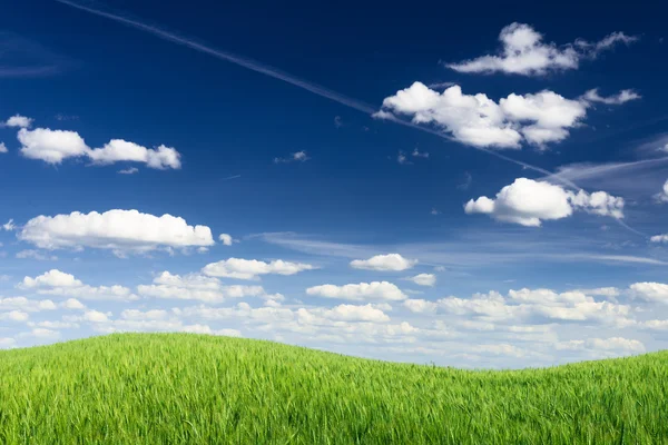 Champ de blé contre ciel bleu — Photo