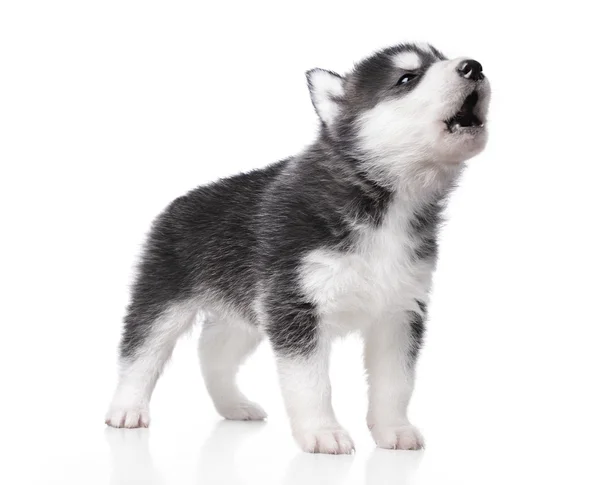 şirin husky yavrusu