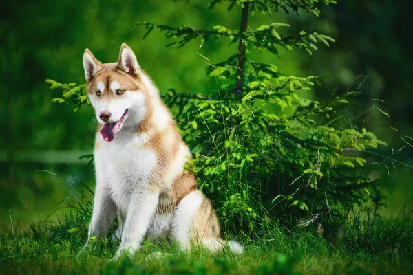 Adorable Siberian husky — Stock Photo, Image