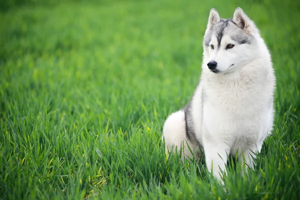 Vackra siberian husky — Stockfoto