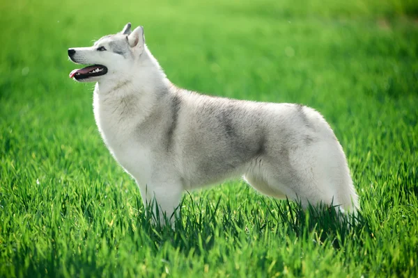 Gyönyörű szibériai Husky — Stock Fotó