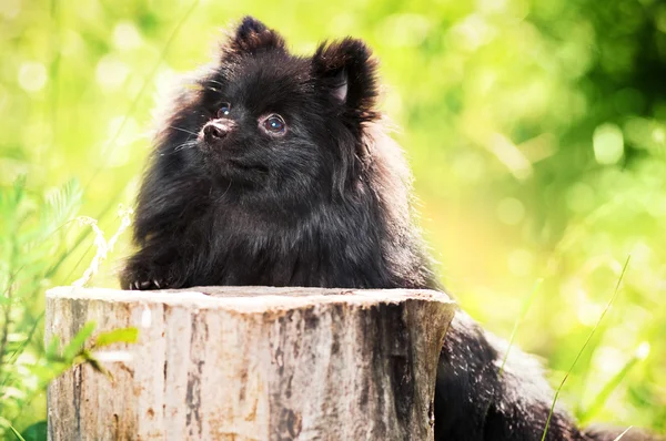 Black shpitz in park — Stock Photo, Image